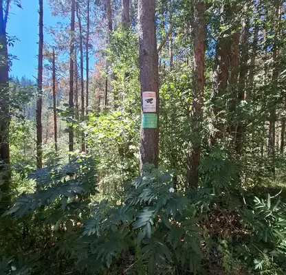 Photo 2 — Agricultural Land in Oblast Smolyan, Chepelare