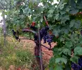 Снимка 3 — Земеделски имот в Стара Загора, с. Братя Даскалови