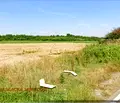 Снимка 4 — Земеделски имот в Хасково, Любимец