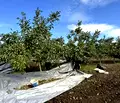 Снимка 2 — Земеделски имот в Бургас, Каблешково