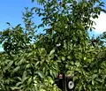 Снимка 4 — Земеделски имот в Бургас, Каблешково