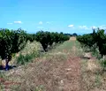Снимка 4 — Земеделски имот в Пазарджик, с. Синитово