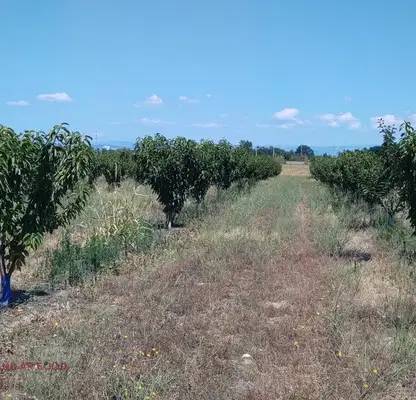 Photo 4 — Agricultural Land in Oblast Pazardjik, Sinitovo