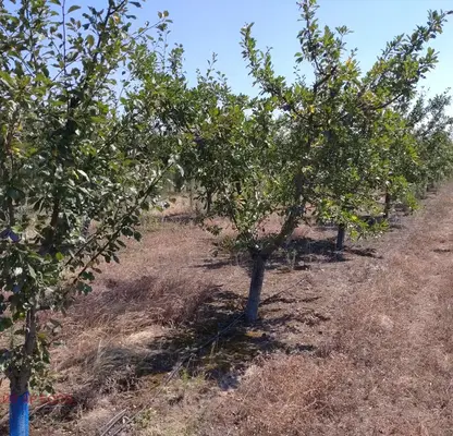 Photo 5 — Agricultural Land in Oblast Pazardjik, Sinitovo