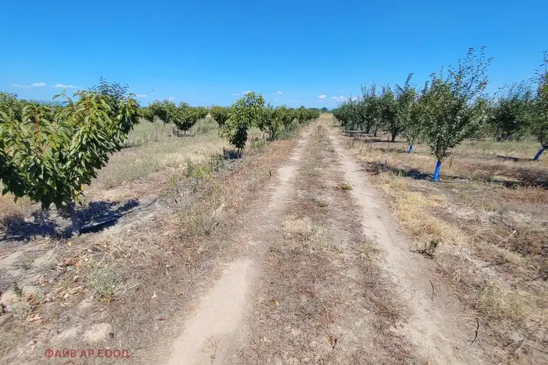 Agricultural Land in Oblast Pazardjik, Sinitovo