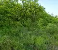 Снимка 5 — Парцел във Велико Търново, Бузлуджа