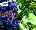 Снимка 3 — Парцел във Варна, м-т Акчелар