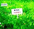 Снимка 3 — Парцел във Варна, м-т Боровец - юг