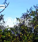 Парцел във Варна, Свети Никола