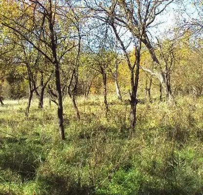 Photo 2 — Plot in Gabrovo, Tlychnici