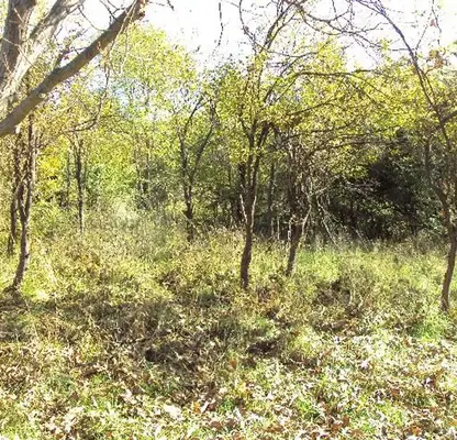 Photo 5 — Plot in Gabrovo, Tlychnici