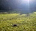 Снимка 2 — Парцел в Благоевград, с. Бачево