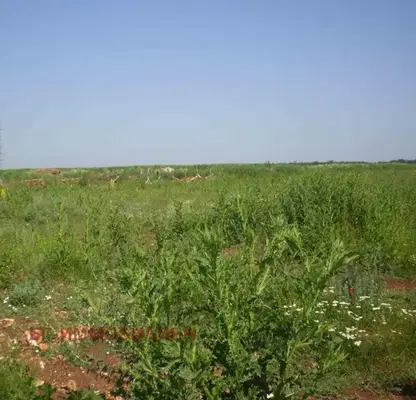 Photo 2 — Plot in Oblast Dobrich, Bojurec