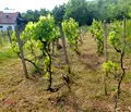 Снимка 4 — Парцел в Габрово, Дряново