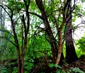 Снимка 3 — Парцел в Габрово, с. Здравковец