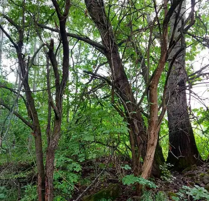 Photo 3 — Plot in Oblast Gabrovo, Zdravkovec