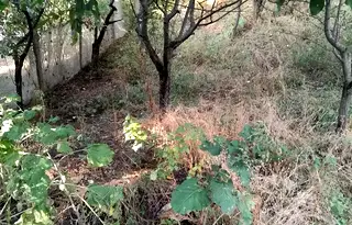 Парцел в Кюстендил, с. Сапарево