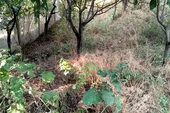 Парцел в Кюстендил, с. Сапарево