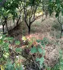 Парцел в Кюстендил, с. Сапарево