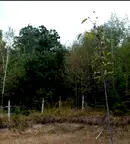 Парцел в Ловеч, Априлци