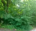 Снимка 4 — Парцел в Ловеч, Тетевен