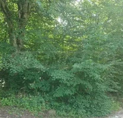 Photo 4 — Plot in Oblast Lovech, Teteven