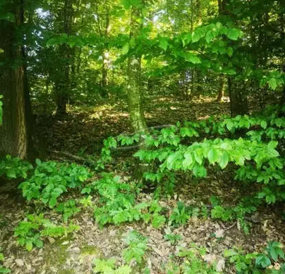 Photo 5 — Plot in Oblast Lovech, Sopot
