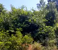 Снимка 2 — Парцел в Пазарджик, Брацигово