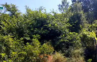Парцел в Пазарджик, Брацигово