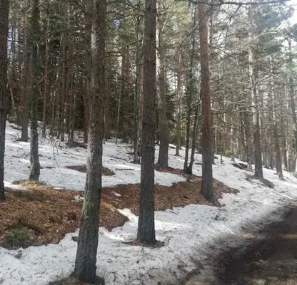 Photo 4 — Plot in Oblast Plovdiv, Gylybovo