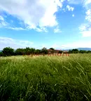 Парцел в Пловдив, с. Искра