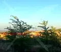 Снимка 3 — Парцел в Пловдив, с. Марково