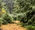 Снимка 4 — Парцел в София, с. Говедарци