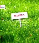 Парцел във Варна, с. Дъбравино