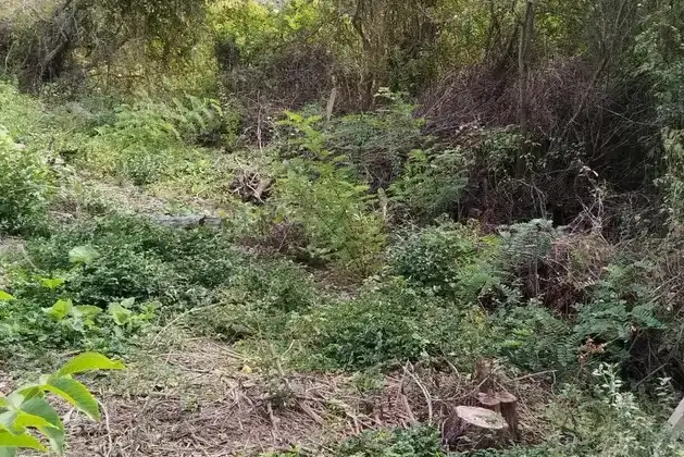 Plot in Oblast Varna, Oreshak