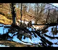 Снимка 3 — Парцел в Кюстендил, с. Богослов