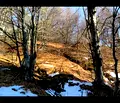 Снимка 4 — Парцел в Кюстендил, с. Богослов