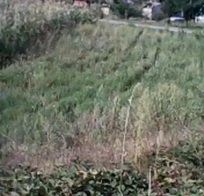 Снимка 3 — Парцел в Перник, с. Драгичево