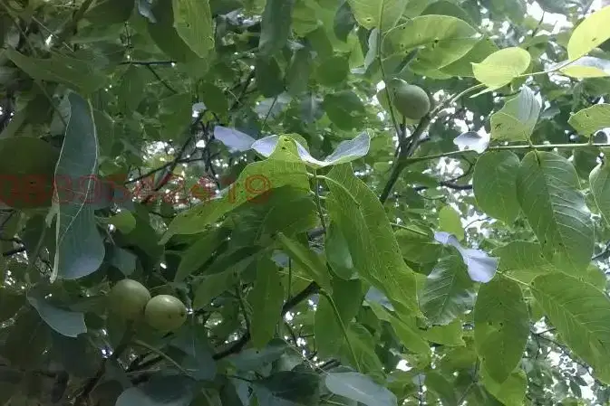 Парцел в Бургас, с. Дрянковец