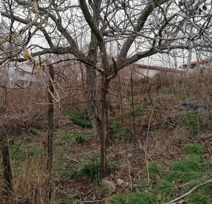 Photo 3 — Plot in Oblast Dobrich, Kranevo