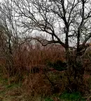 Парцел в Добрич, с. Кранево