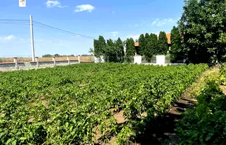 Парцел в Добрич, с. Крапец
