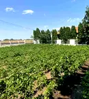 Парцел в Добрич, с. Крапец