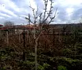 Снимка 3 — Парцел в Добрич, с. Оброчище