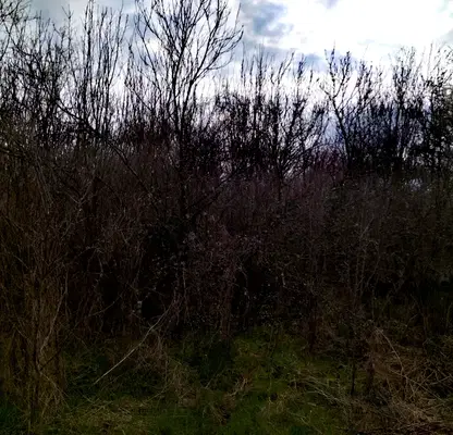 Photo 2 — Plot in Oblast Pernik, Pocyrnenci