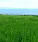 Парцел в София, Суходол