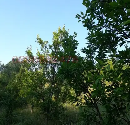 Photo 2 — Agricultural Land in Oblast Pernik, Zemen