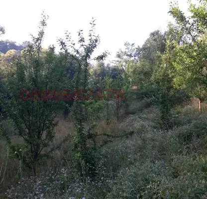 Photo 3 — Agricultural Land in Oblast Pernik, Zemen