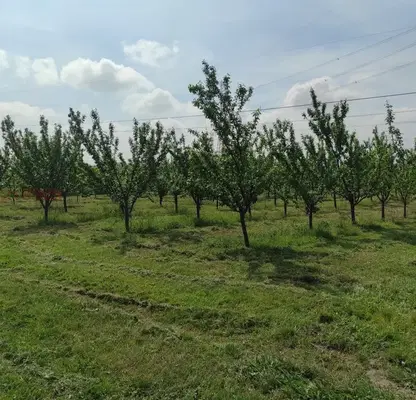 Снимка 2 — Овощна градина в Пловдив, с. Крумово