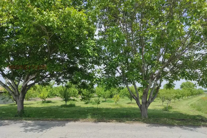 Orchard in Plovdiv, Krumovo